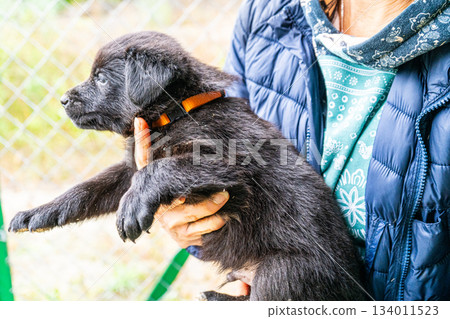 Puppy little dog in hands 134011523