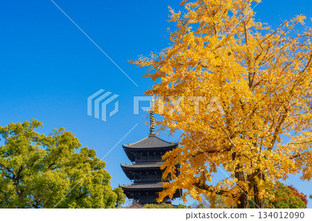 京都市南區東寺五重塔與秋葉 134012090