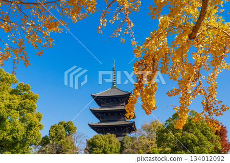 京都市南區東寺五重塔與秋葉 134012092