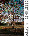 秋季公園裡的枯樹 134012139