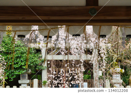 京都大豐神社(京都府京都市左京區)的櫻花很美 京都大豐神社(京都府京都市左京區)的櫻花很美 134012208