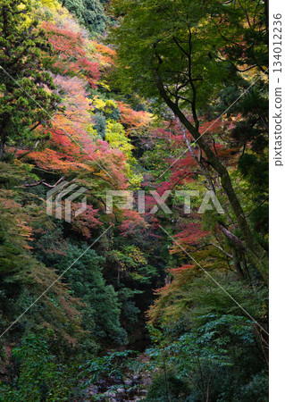 Valley reflected in autumn leaves Valley reflected in autumn leaves 134012236
