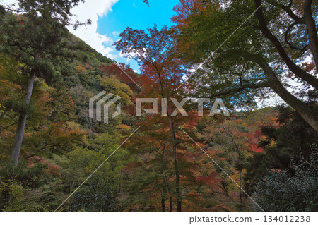 Mountains with blue sky and autumn leaves Mountains with blue sky and autumn leaves 134012238
