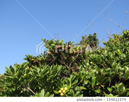 Pittosporum tobira seeds and pine nuts wrapped in red mucus Pittosporum tobira seeds and pine nuts wrapped in red mucus 134012374