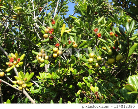 Pittosporum tobira seeds now appear covered in red mucus Pittosporum tobira seeds now appear covered in red mucus 134012380