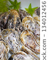 Oyster 134012456