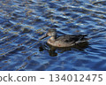 Clear water surface and Northern Shoveler 134012475