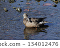 Clear water surface and Northern Shoveler 134012476