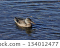 Clear water surface and Northern Shoveler 134012477
