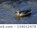 Clear water surface and Northern Shoveler 134012478