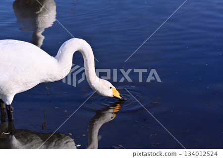 Sendai, the city where the winter messenger swans come Sendai, the city where the winter messenger swans come 134012524