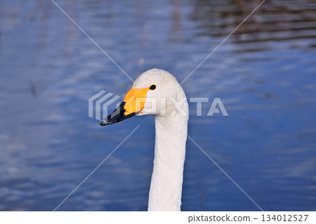Sendai, the city where the winter messenger swans come Sendai, the city where the winter messenger swans come 134012527