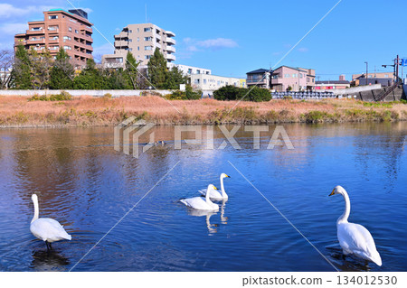 Sendai, the city where the winter messenger swans come Sendai, the city where the winter messenger swans come 134012530