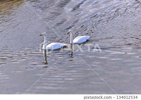 Sendai, the city where the winter messenger swans come Sendai, the city where the winter messenger swans come 134012534