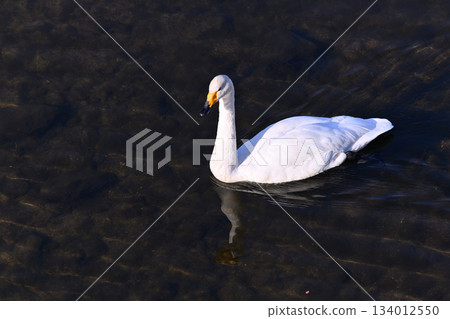 Sendai, the city where the winter messenger swans come Sendai, the city where the winter messenger swans come 134012550