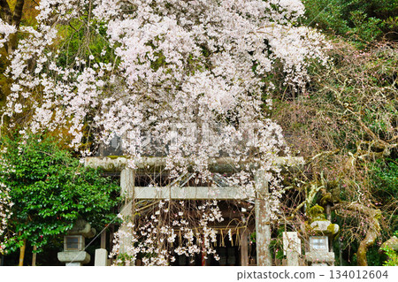 京都大豐神社(京都府京都市左京區)的櫻花很美 京都大豐神社(京都府京都市左京區)的櫻花很美 134012604