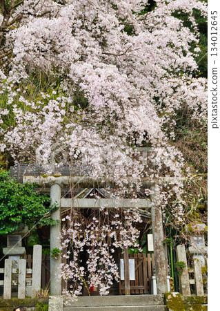 京都大豐神社(京都府京都市左京區)的櫻花很美 京都大豐神社(京都府京都市左京區)的櫻花很美 134012645