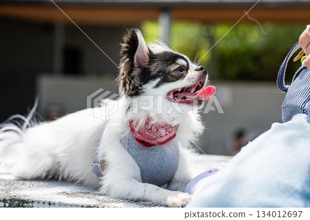 Chihuahua with adorable expression Chihuahua with adorable expression 134012697