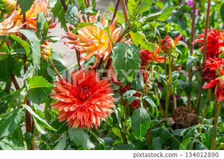 Dahlias flowers bush in the garden. Red color flower bud. Petal Plant bloom Dahlias flowers bush in the garden. Red color flower bud. Petal Plant bloom 134012890