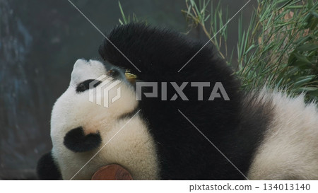 Giant panda bear lies and eats bamboo Giant panda bear lies and eats bamboo 134013140