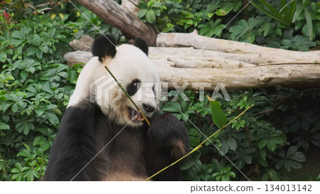 Cute giant panda bear eating bamboo Cute giant panda bear eating bamboo 134013142