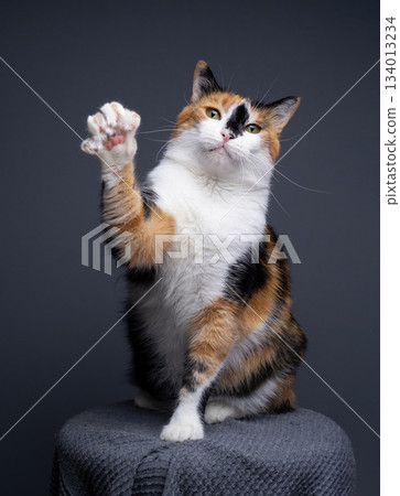obese calico cat with raised paw on gray background obese calico cat with raised paw on gray background 134013234