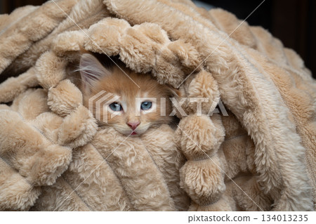 cute maine coon kitten snuggled up comfortably in soft blanket 134013235
