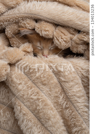 cute maine coon kitten snuggled up comfortably in soft blanket 134013236