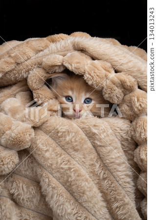 cute maine coon kitten snuggled up comfortably in soft blanket cute maine coon kitten snuggled up comfortably in soft blanket 134013243