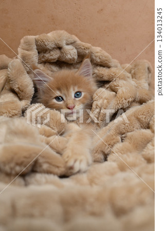 cute maine coon kitten snuggled up comfortably in soft blanket 134013245