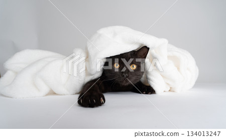 curious black cat under white blanket curious black cat under white blanket 134013247