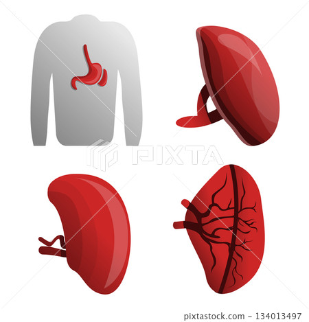 Spleen icon set, cartoon style Spleen icon set, cartoon style 134013497