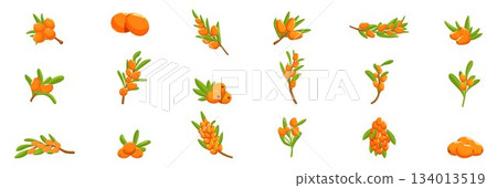 Sea buckthorn icons set. Set of sea buckthorn branch icons showing different stages of ripeness Sea buckthorn icons set. Set of sea buckthorn branch icons showing different stages of ripeness 134013519
