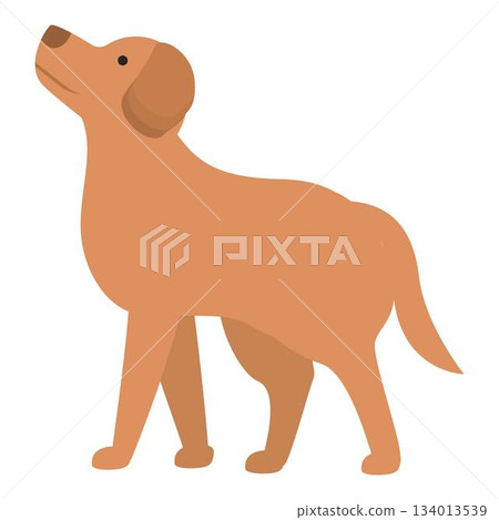 Curious golden retriever looking up while standing Curious golden retriever looking up while standing 134013539