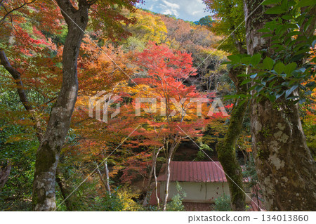 Hut and autumn leaves 134013860