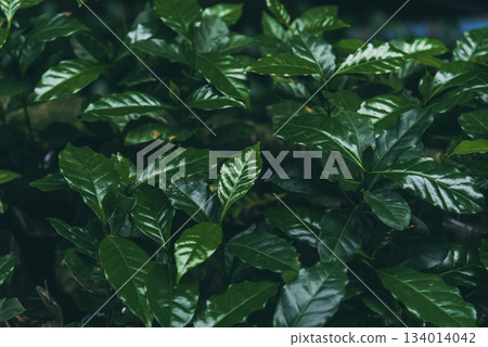 Agriculture Green coffee tree growing berry bean plant. Coffee tree farm growth in eco organic garden. Fresh coffee bean green leaf bush berry plant arabica garden. Robusta arabica fresh nature farm 134014042