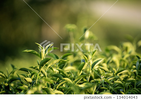 Green tea tree leaves camellia sinensis in organic farm sunlight. Fresh young tender bud herbal farm on summer morning. Sunlight Green tea tree plant. Close up Tree tea plant green nature in morning Green tea tree leaves camellia sinensis in organic farm sunlight. Fresh young tender bud herbal farm on summer morning. Sunlight Green tea tree plant. Close up Tree tea plant green nature in morning 134014043