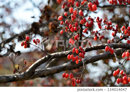 Red Cornus berries ripening on the tree Red Cornus berries ripening on the tree 134014047