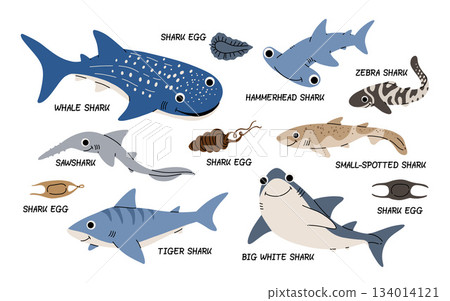 Vector color set of illustrations with different types of sharks on a white background. Flat illustration of sharks. Underwater world, ocean, underwater inhabitants. Vector color set of illustrations with different types of sharks on a white background. Flat illustration of sharks. Underwater world, ocean, underwater inhabitants. 134014121