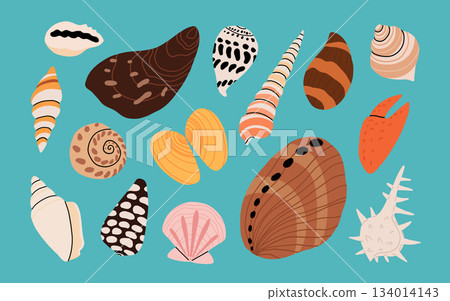 Sea shell cartoon set. Ocean exotic underwater seashell conch aquatic mollusk, sea spiral snail collection. Tropical beach shells. Modern flat style isolated on white background. Vector illustration 134014143