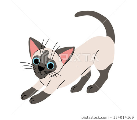 Cute cat concept. Adorable domestic oriental cat stretching. siamese pet. Lovely kitten stands. Cartoon flat vector illustration isolated on white background 134014169