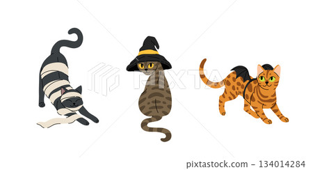 Flat cartoon set of cute cats in halloween costumes. Black cat in paper as mummy, grey tabby cat in witch hat, bengal rosette cat with bats wings. Vector halloween illustration. Flat cartoon set of cute cats in halloween costumes. Black cat in paper as mummy, grey tabby cat in witch hat, bengal rosette cat with bats wings. Vector halloween illustration. 134014284