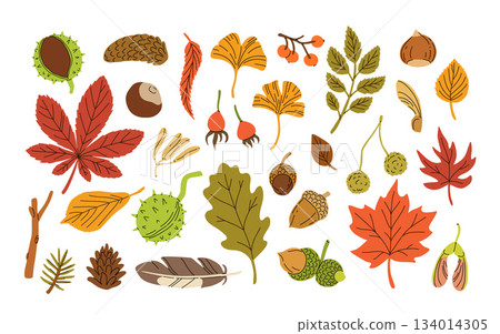 Flat vector illustration of autumn colored leaves and seeds. Isolated cartoon elements on white background. Maple leaf, ashberry, chestnut leaf, pine cone. Ideal for stickers, pattern, wrapping paper 134014305