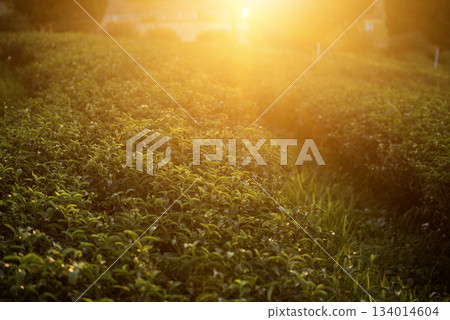 Green tea tree leaves field Fresh young tender bud herbal in farm on summer morning. Sunlight Green tea tree plant camellia sinensis in organic farm. Close up Tree tea plant green nature in morning Green tea tree leaves field Fresh young tender bud herbal in farm on summer morning. Sunlight Green tea tree plant camellia sinensis in organic farm. Close up Tree tea plant green nature in morning 134014604