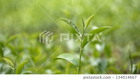 Green tea tree leaves field young tender bud herbal Green tea tree in camellia sinensis organic farm. Close up Fresh Tree tea plantations mountain green nature in herbal farm plant background morning 134014607