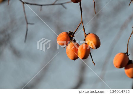 Ripe treeberry mulberry fruit Ripe treeberry mulberry fruit 134014755