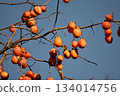 Ripe treeberry mulberry fruit 134014756