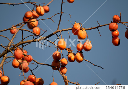 Ripe treeberry mulberry fruit Ripe treeberry mulberry fruit 134014756