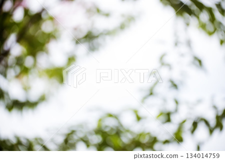 Blur background green park garden nature bright sunny forest. Blurry outdoor park in spring time glowing shinny day template with sunlight bokeh. Abstract blurred background banner copy space. Blur background green park garden nature bright sunny forest. Blurry outdoor park in spring time glowing shinny day template with sunlight bokeh. Abstract blurred background banner copy space. 134014759