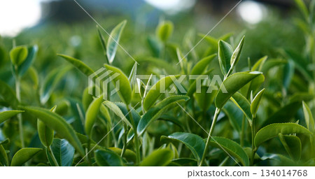 Green tea tree leaves field young tender bud herbal Green tea tree in camellia sinensis organic farm. Close up Fresh Tree tea plantations mountain green nature in herbal farm plant background morning Green tea tree leaves field young tender bud herbal Green tea tree in camellia sinensis organic farm. Close up Fresh Tree tea plantations mountain green nature in herbal farm plant background morning 134014768